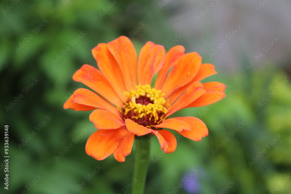Zinnia, Old-fashioned, old maid, and Zennia elegans flowers Zinnia, Old-fashioned, old maid, and Zennia elegans flowers