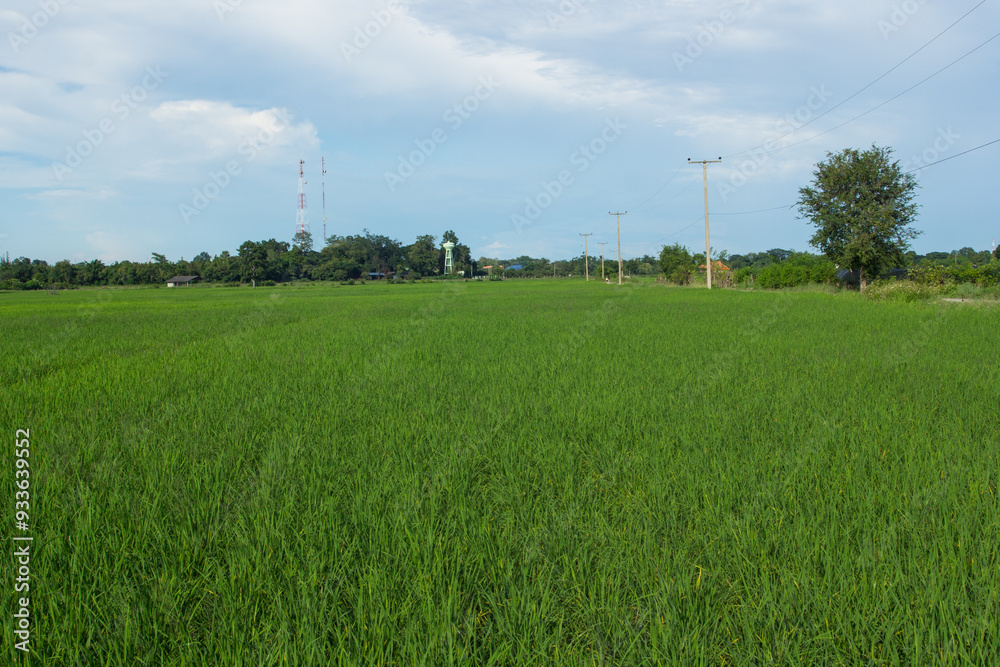 green rice field with sky in Thailand green rice field with sky in Thailand