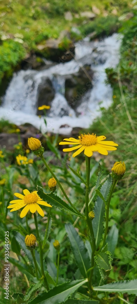 Obraz premium De magnifiques Séneçons de Madagascar (Senecio madagascariensis) poussant au bord d'une cascade dans une belle vallée d'altitude de la Cerdagne française (vallée d'Eyne, Pyrénées catalanes)