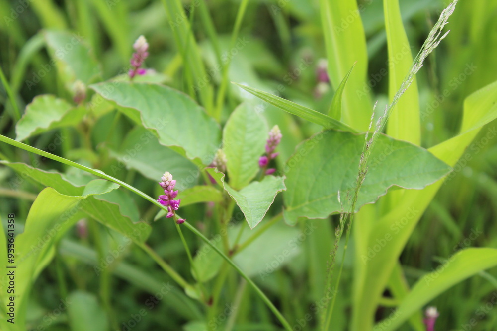 Persicaria orientalis, Kiss-me Over-the Garden Gate, False Amaranth or Prince's Feather Persicaria orientalis, Kiss-me Over-the Garden Gate, False Amaranth or Prince's Feather