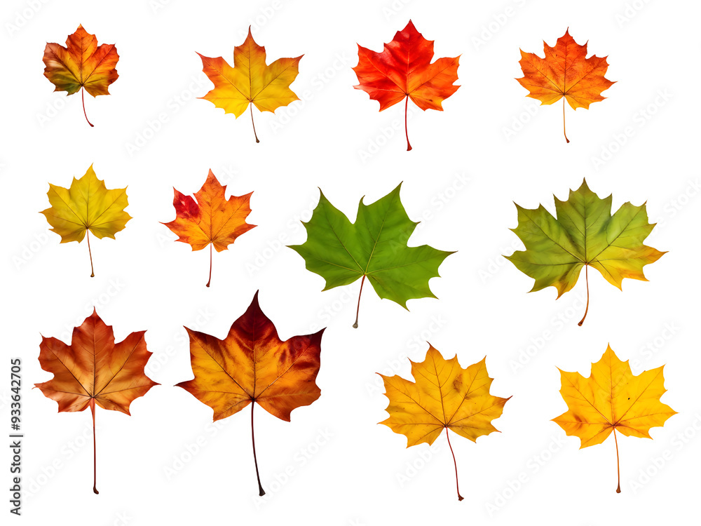 Fototapeta premium Isolated leaves. Collection of multicolored fallen autumn leaves isolated on transparent background 