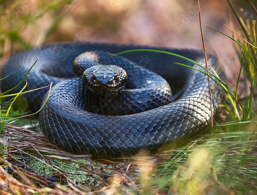 Close-up with a black viper on the ground in the grass photo