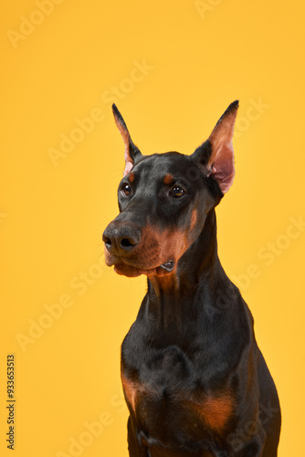 A Doberman puppy stands majestically against a vibrant yellow background, its alert posture and keen gaze emphasizing the breed strength and alertness