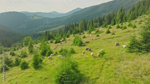 Flock sheep aerial mountains green ram tree forest view photo