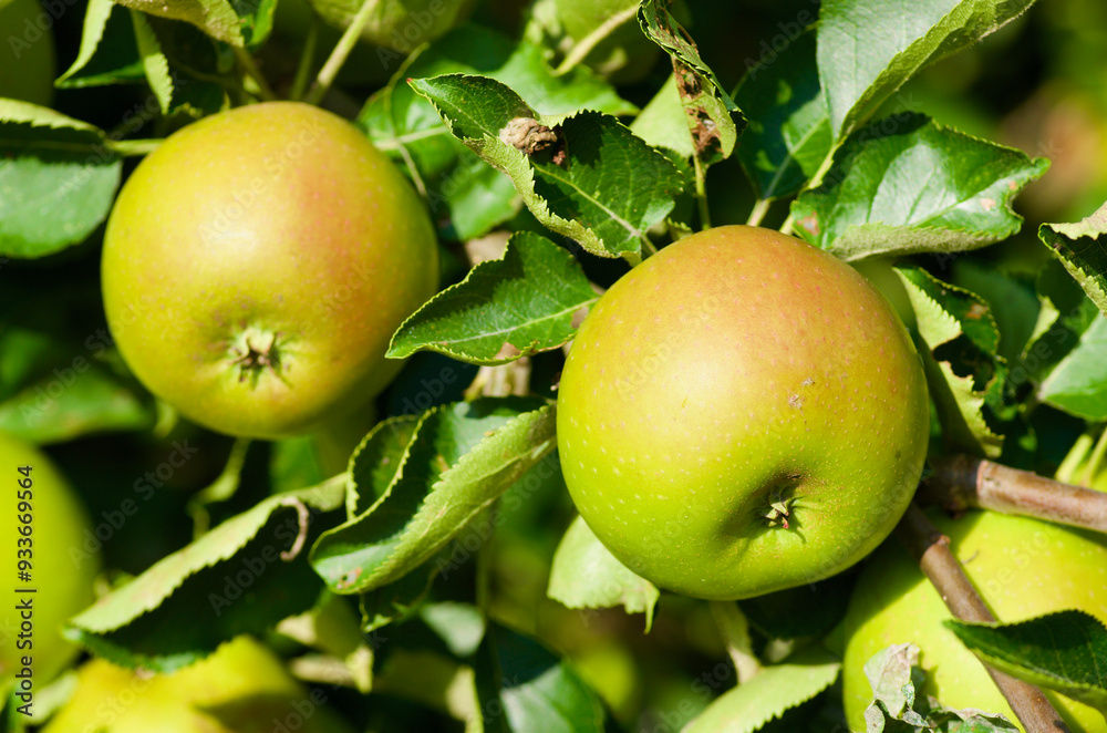 Close-up of apple tree branch with green leaves and unripe red healthy fruits in summer.   