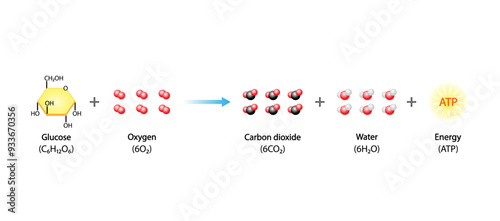 Cellular Respiration Equation. Metabolic reactions. Biology Education. Vector illustration.