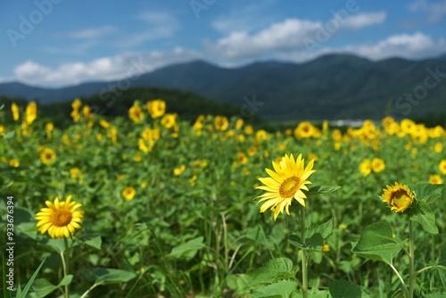 満開のひまわり畑