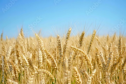 Golden wheat field under blue sky, ripe crops ready for harvest