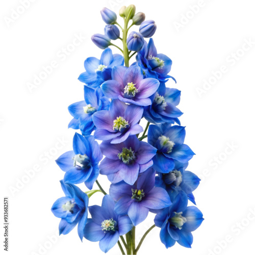 So Pretty Delphinium