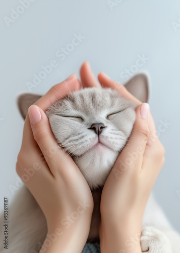 Cute fat Cat , hands holding its chubby cheek