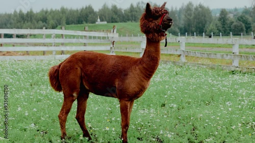 Funny ginger lama on a chamomile field photo