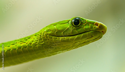 western green mamba (Dendroaspis viridis) portrait