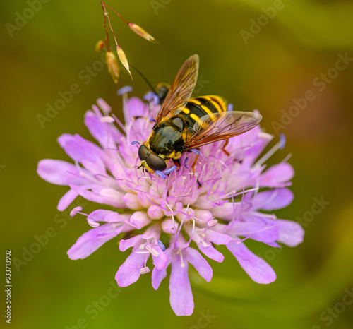 Принти на полотні hoverfly sitting on pink flower