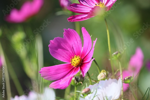 Sweden. Cosmos bipinnatus, commonly called the garden cosmos or Mexican aster, is a medium-sized flowering herbaceous plant in the daisy family Asteraceae, native to the Americas. 