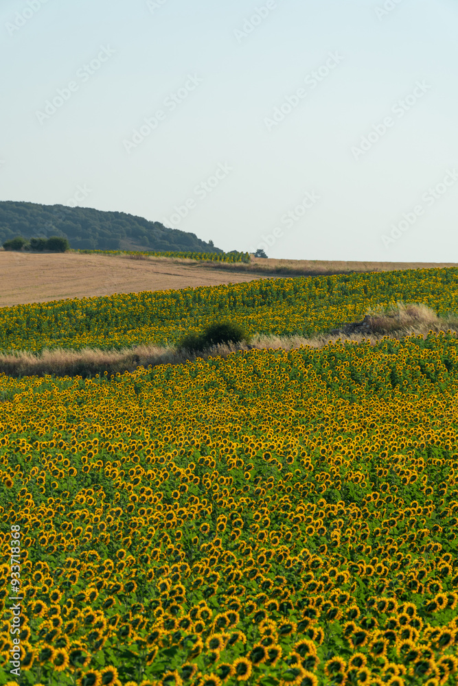 Beautiful sunflower fields on a sunny day. Beautiful sunflower fields on a sunny day.