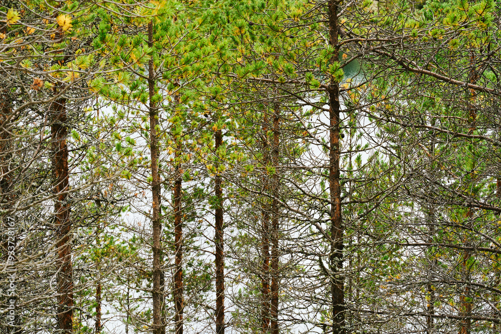 Fototapeta premium Pine trees from the area of Folldal and the Kroktjønna Lakes, Norway, in August.