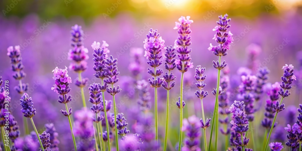 Obraz premium Beautiful purple lavender blooming in a summer garden in Japan, lavender, flowers, garden, summer, purple, Japan