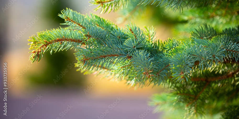 Fir branches close-up. Coniferous trees in the forest. Winter Christmas background. Christmas background, beautiful nature Fir branches close-up. Coniferous trees in the forest. Winter Christmas background. Christmas background, beautiful nature