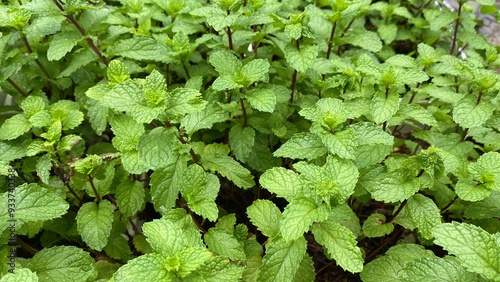 Wallpaper Mural Peppermint plants grow in organic botanical garden Torontodigital.ca