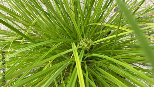 Nut grass, Cocograss. Plant Named.“Cyperus rotundus Linn” growth in botanical garden photo