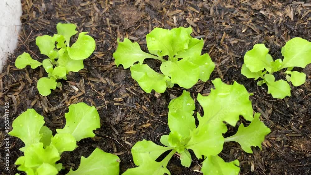 Green Oak Lettuce plants grow in organic garden. Green Oak Lettuce plants grow in organic garden.