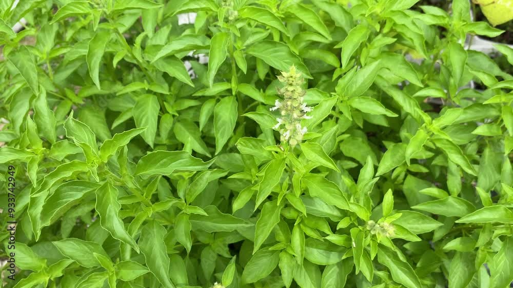 Hoary basil or Lemon basil grow in organic botanical garden Hoary basil or Lemon basil grow in organic botanical garden
