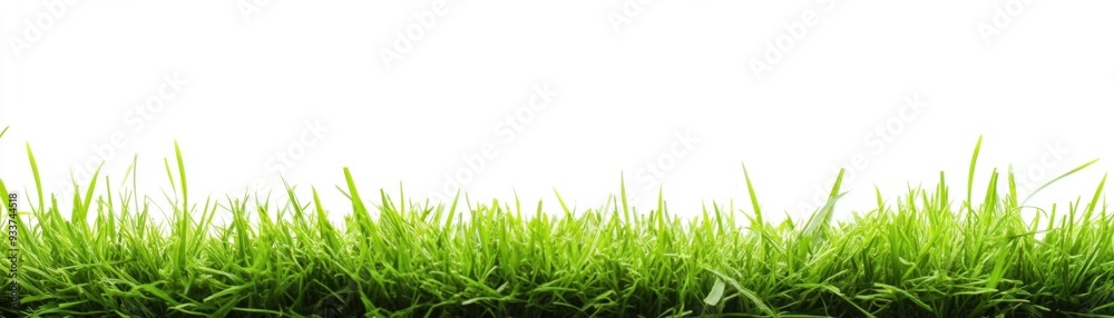 Lush Green Grass Lush Green Grass