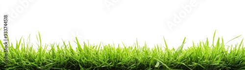 Lush Green Grass