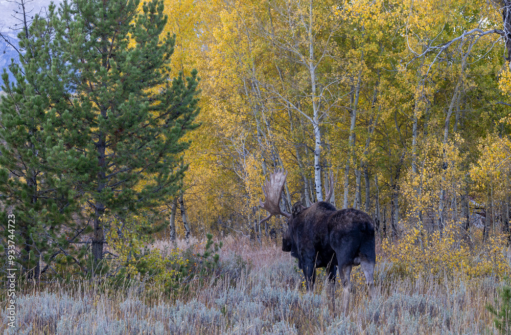 Bull Moose during the Rut in Autumn in Wyoming Bull Moose during the Rut in Autumn in Wyoming