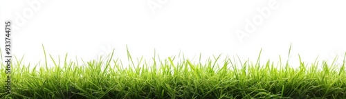 A vibrant row of green grass blades against a white background creating a calm and fresh atmosphere.