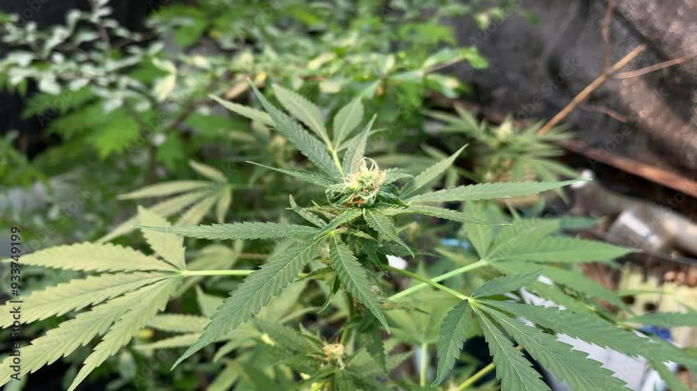 Green leaves and flower of marijuana growth in nature garden. Herbs used as a mixture of medicines, for medical purposes, beautiful green leaf background. Green leaves and flower of marijuana growth in nature garden. Herbs used as a mixture of medicines, for medical purposes, beautiful green leaf background.