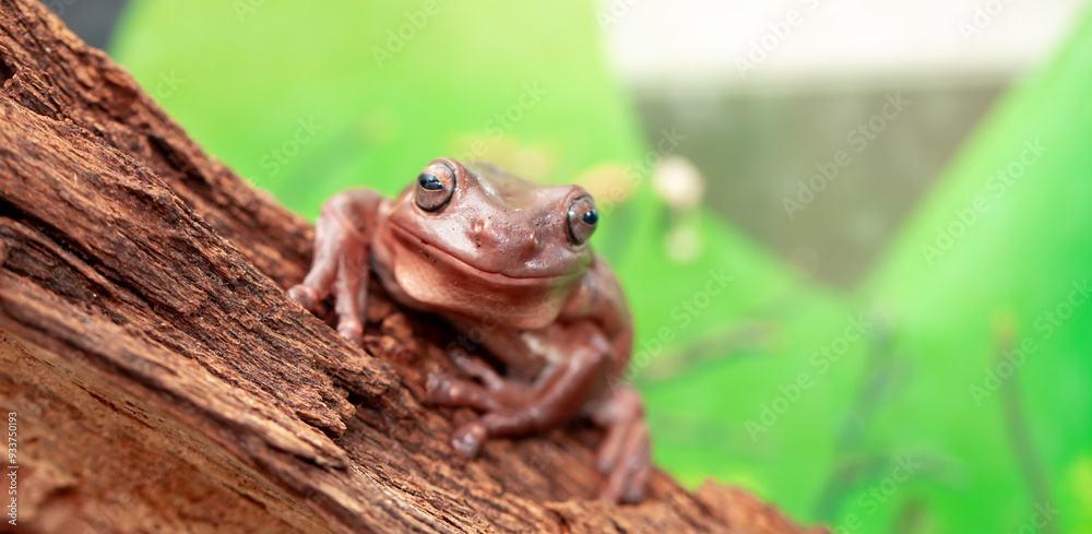 An Australian tree frog sits on the bark of a tree. The frog turns around and looks at the camera. An Australian tree frog sits on the bark of a tree. The frog turns around and looks at the camera.