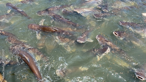 Water in the canal and ripples, with striped catfish swimming.