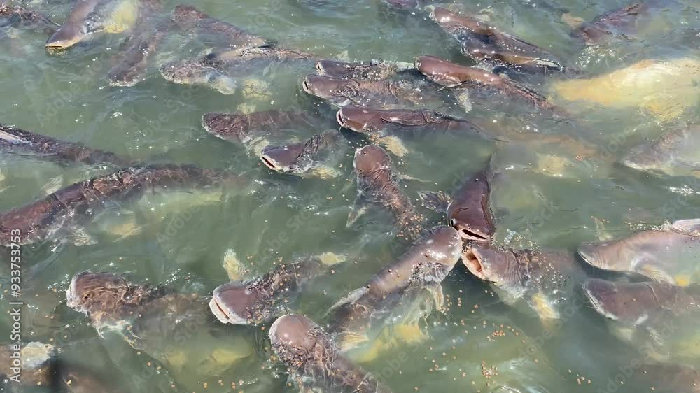 Water in the canal and ripples, with striped catfish swimming. Water in the canal and ripples, with striped catfish swimming.