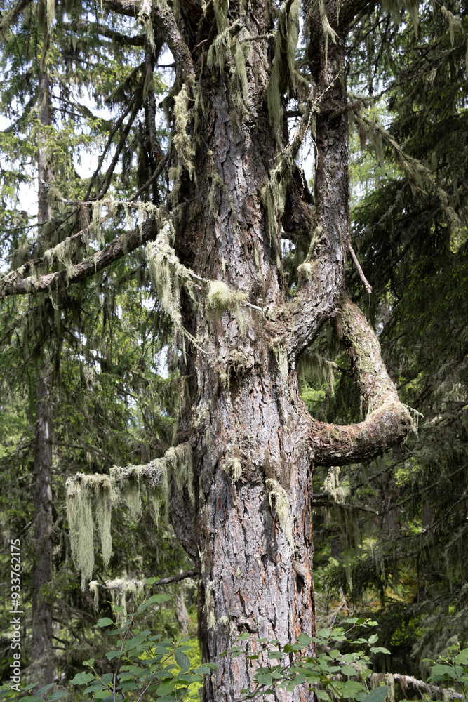 Fototapeta premium closeup of a pine tree section with hanging moss beard lichen