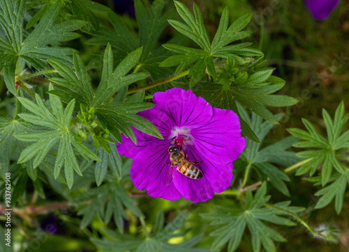 Macro of a bee on a Bloody Crane's-bill - Geranium sanguineum blossom. pesticide free concept.