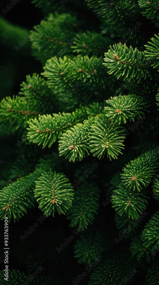 Lush green pine branches with small leaves create a festive atmosphere against a dark background, perfect for holiday greetings or a nature-inspired design Lush green pine branches with small leaves create a festive atmosphere against a dark background, perfect for holiday greetings or a nature-inspired design