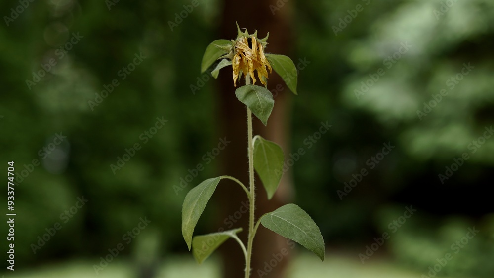 Fototapeta premium Withered flower