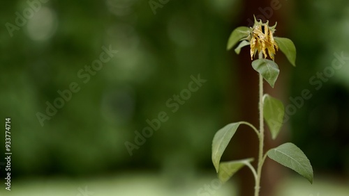 Withered flower