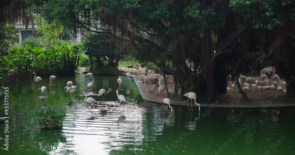 Beautiful Flamingo Pond in Kowloon Park, Hong Kong Beautiful Flamingo Pond in Kowloon Park, Hong Kong