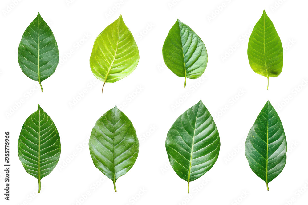 Set of eight green leaves on transparent background. showcasing different shapes and textures. Perfect for nature, botanical, and eco-friendly themes. Set of eight green leaves on transparent background. showcasing different shapes and textures. Perfect for nature, botanical, and eco-friendly themes.