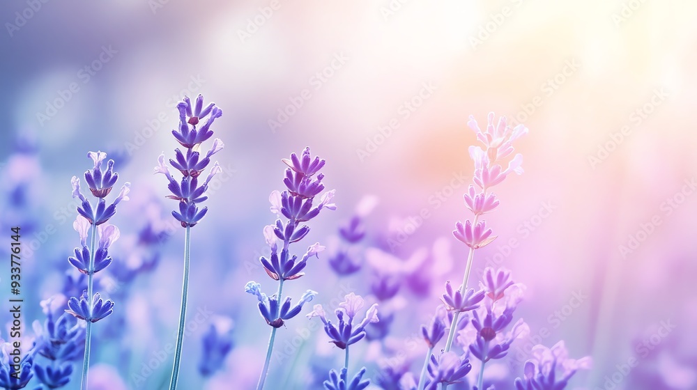 Cool lavender and periwinkle gradient, subtle blur, calming and soothing, perfect for relaxation themes Cool lavender and periwinkle gradient, subtle blur, calming and soothing, perfect for relaxation themes