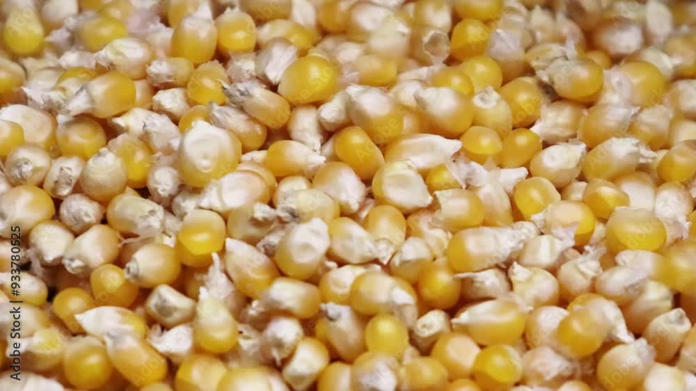 Dry yellow corn kernels for popcorn fall down into the heap. Corn seeds drop from top in slow motion. Selective focus. 4k.
Dry yellow corn kernels for popcorn fall down into the heap. Corn seeds drop from top in slow motion. Selective focus. 4k.