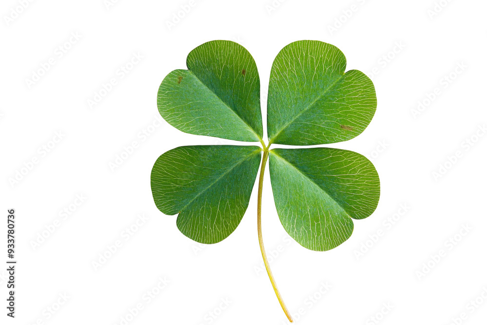 High-quality image of a green four-leaf clover against a transparent background. Symbol of luck and good fortune. High-quality image of a green four-leaf clover against a transparent background. Symbol of luck and good fortune.