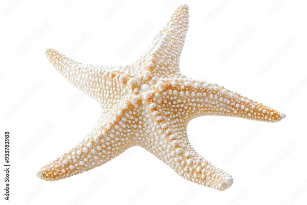 Close-up image of a beige starfish with textured surface isolated on a transparent background. Close-up image of a beige starfish with textured surface isolated on a transparent background.