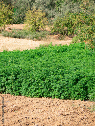 Cannabis fields seen near Ketama, Morocco on a sunny summer day photo