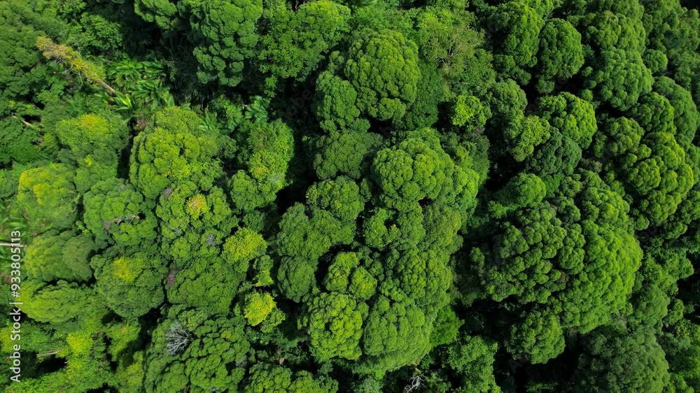 Aerial view of a lush forest in Giam Kanching, Rawang, Selangor, featuring dense trees. Aerial view of a lush forest in Giam Kanching, Rawang, Selangor, featuring dense trees.