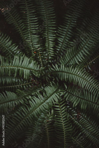 Flat View of a Fern Spread