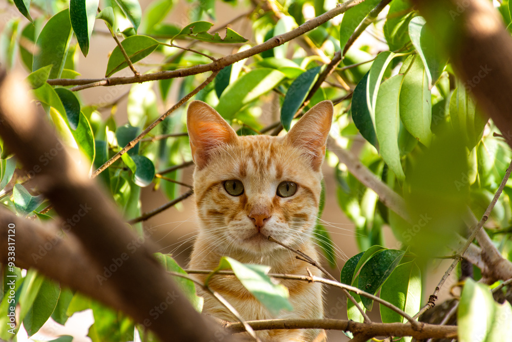 Close-up portrait of red tabby cat looking through green leaves. Close-up portrait of red tabby cat looking through green leaves.