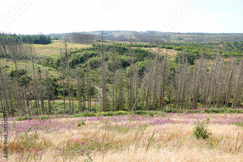 Dead Spruces Due To Climate Chance And Bark Beetle Plague In The Harz Mountains In Germany